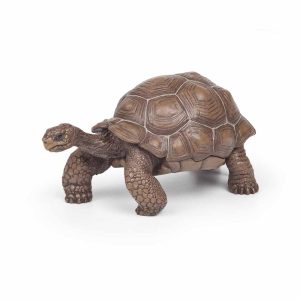 Tartaruga Galapagos 50161