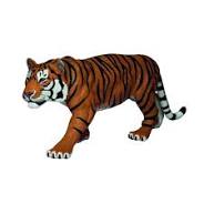 Tigre cm10